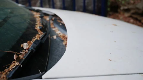 Close up of dry leaves, dust, and debris collected near the windshield wipers of Stock Footage 339737153