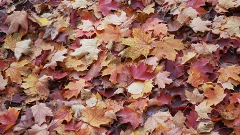 Close up of dry leaves on the ground of different colours Stock Footage 220751643