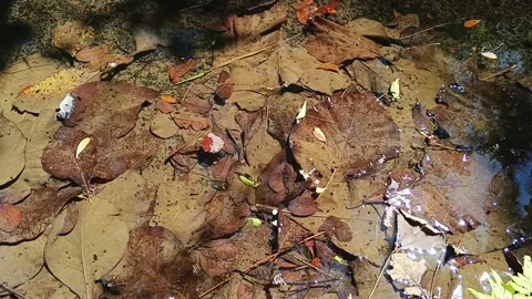 Close up of dry leaves resting under clear shallow mountain stream water 库存影片 344429510