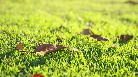 Close up of dry leaves slow motion falling on green grass Stock Footage 169133359