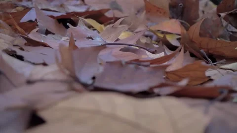 Close up of dry maple leaves scattered on the ground in autumn season Stock-Footage 347042829