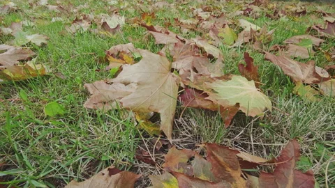Close up of dry maple leaves of various colors lying on green grass. An autumn Stock Footage 345877702