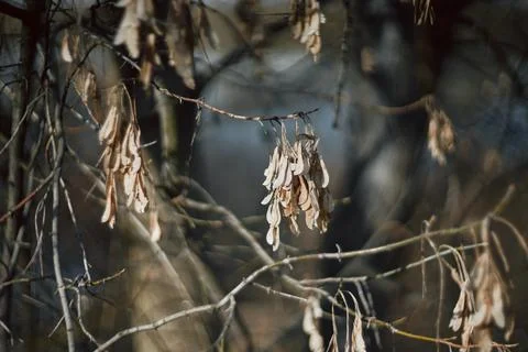 Close-up of dry maple tree seeds hanging from bare branches in winter Stock Photos