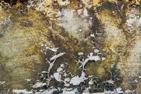 Close-up of Dry moss on White cement crack wall and peeled paint caused by wa Stock Photos
