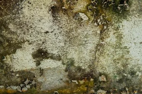 Close-up of Dry moss on White cement crack wall and peeled paint caused by wa Stock Photos