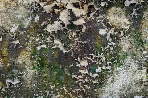 Close-up of Dry moss on White cement crack wall and peeled paint caused by wa Stock Photos