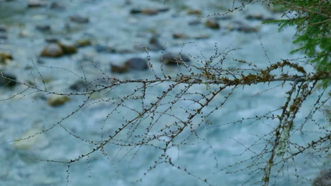 Close-Up of Dry Mountain Branch with Blurred Flowing River Background Stock Footage 320205285