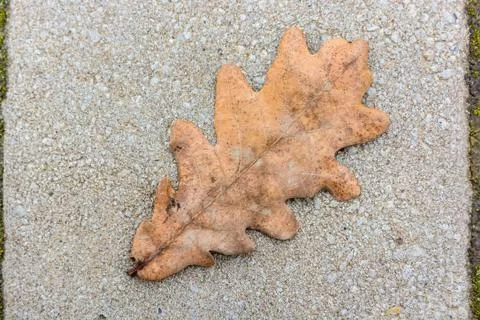 Close up of dry oak leaf on ground Stock Photos