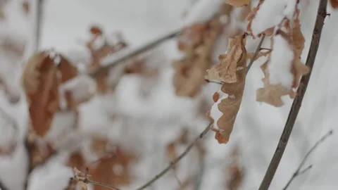 Close-up of dry oak leaves covered with snow gently swaying in the wind. Stock-Footage 331090619
