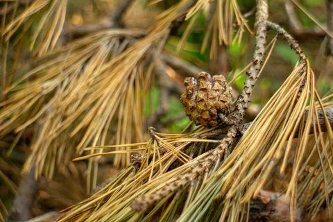 Close-up of a dry pine cone and brown needles on a tree branch in forest Stock Photos