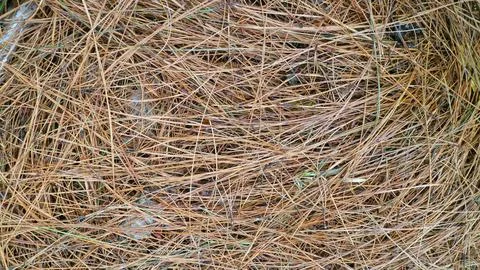 Close Up of Dry Pine Needles Texture Stock Photos