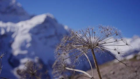 Close up of dry plant with mountain on background Stock Footage 310230508