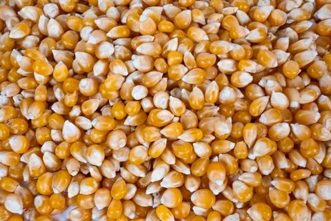 Close-up of dry popcorn kernels texture, natural food background Stock Photos