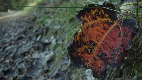 Close up on a dry red fallen leaf, beside forest road, with a dog running in the Stock Footage 295278172