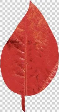 Close-up of dry red leaf Stock Illustration