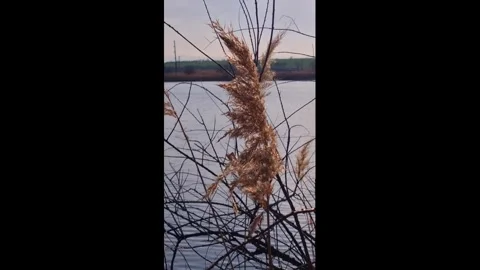 Close-up of dry reed and branches near a calm river with hills in the background Stock Footage 301400742