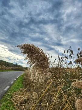 Close-up of dry reed in the wind Stock Photos