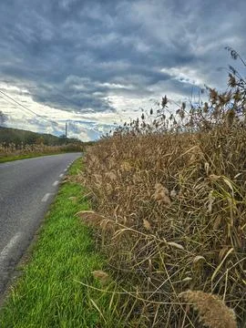 Close-up of dry reed in the wind on the side of the road Foto stock