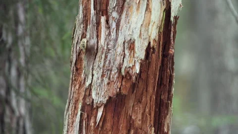 Close-up of a dry, rotten tree trunk in an old mixed forest. Stock Footage 275249196