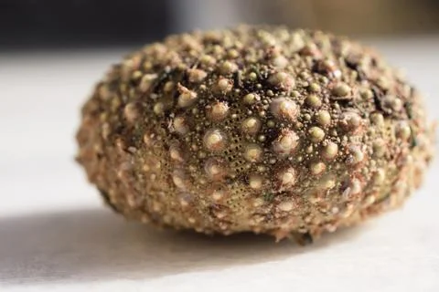 Close-up of a dry sea urchin shell on a light surface Fotos de archivo