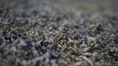 Close up of dry seaweed Stock Footage 232579680
