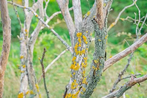 Close-up of dry, sparse tree branches with yellow fungus growth Natural envir Foto stock