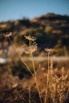 Close up of Dry stems in sunset light under blue sky, soft and warm background Stock Photos