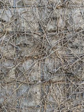 Close-up of dry straw hay twigs covering muddy ground surface texture rough.. Stock Photos