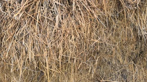 Close-up of dry straw texture in a rural setting during daytime Stock Footage 318798730
