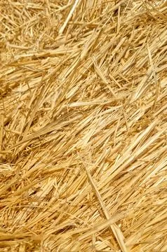 Close-up of dry straw texture under sunlight. Stock Photos
