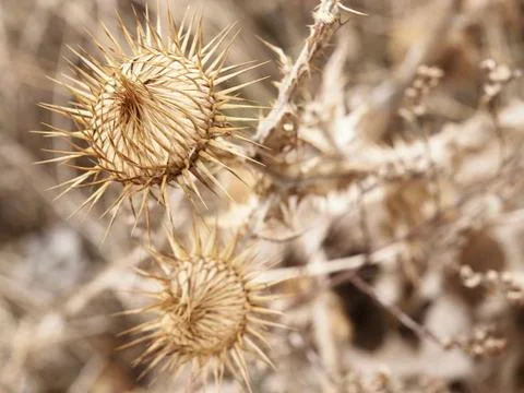 Close-up of a dry thistle Stock Photos