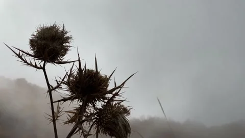 Close up dry thrislte rippling on wind, fog on background. Stock Footage 144895937