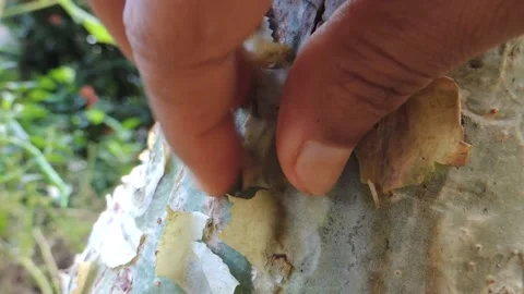 Close up dry tree bark trunk skin peeling in winter moisturization concept Stock Footage 161882031