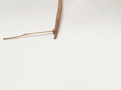 Close Up Dry Tree Branch Isolated on White Background Top View Stock Photos