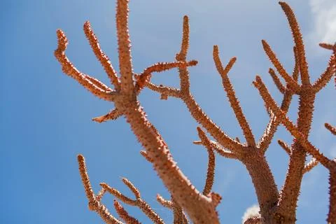 Close-Up of Dry Tree Branches Against Blue Sky Stock Photos