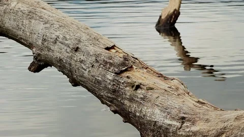 Close-up of dry tree branchs in river water with reflections Stock Footage 319744046