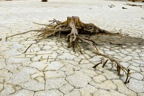 Close-up of dry tree stump in split grey land with clefts Stock Photos