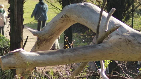 Close-up of a dry tree trunk on the blurred background of passersby Stock Footage 145215581