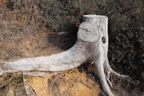 Close-up of dry trunk of old tree in outdoor park. Environment concept. Stock Photos