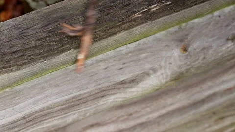Close-up of a dry twig moving and scraping along an aged wooden board in an.. Stock Footage 320736984