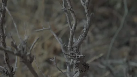 Close-Up of Dry Twisted Branches Stock Footage 285058762
