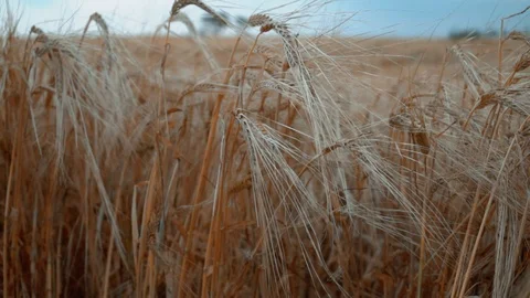 Close up of dry wheat heads inwheat cereal field Stock Footage 94029647
