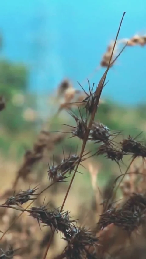 Close up of dry wild grass spikes against a blurred blue sky background for Video stock 347154698