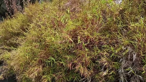 Close-up of dry wild grass swaying gently in the wind during a severe drough 스톡 동영상 344915050