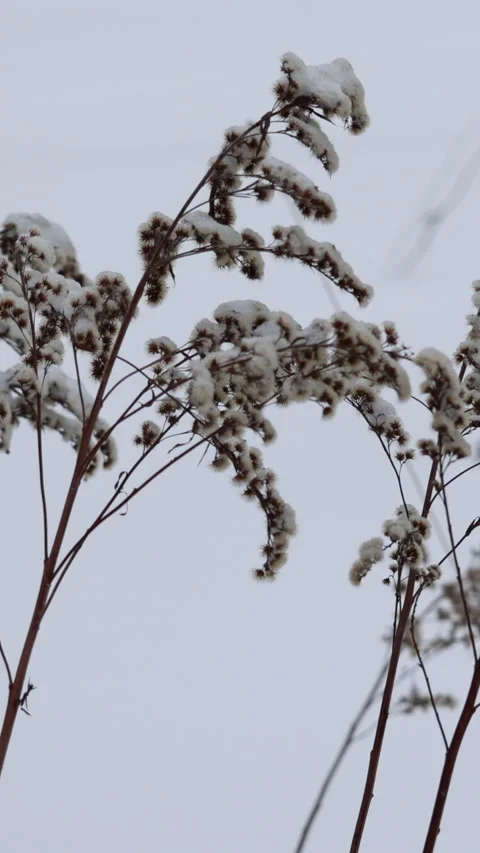 Close Up Of Dry Wildflower Stems Covered With Fresh White Snow Against Blurred W Vídeos de archivo 329502519