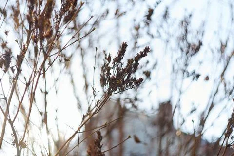 Close-up of dry winter branches and twigs against a bright blurry sky backg.. Stock Photos
