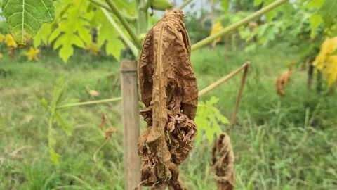 Close Up Of Dry Withered Brown Papaya Leaf Hanging From Green Papaya Tree Stem Stock Footage 341907901