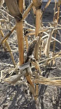 Close-up of dry withered corn stalks and rotten cob in an abandoned field on  스톡 사진