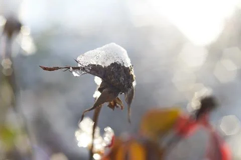Close-up of a dry withered flower head covered with fresh white winter snow Stock Photos
