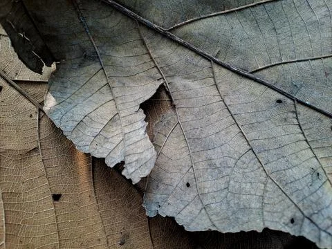 Close up of dry withered leaves on the forest floor. Stock Photos